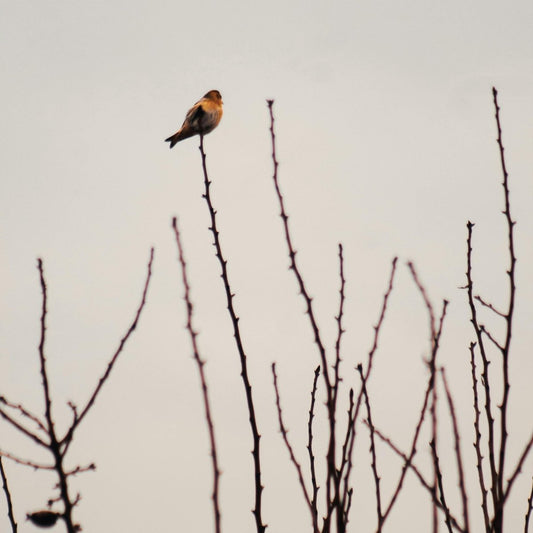 Wild Aromatherapy Candle | Mint + Peppermint + Camphor - Ghost Flower Beauty